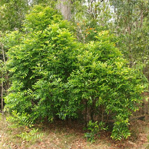 Glochidion Ferdinandii Plant Care & How to Grow, Water