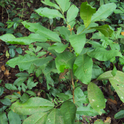 Glycosmis Pentaphylla