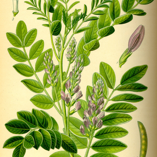 Glycyrrhiza Glabra