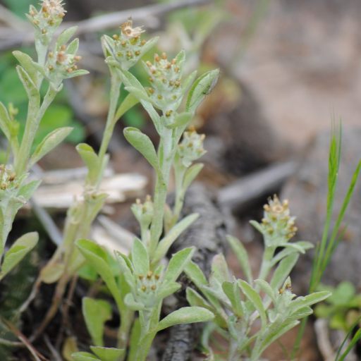 Gnaphalium Pensylvanicum