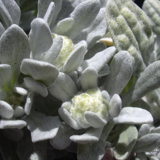 cudweeds-gnaphalium-care-guide-water-soil-propagation-plantiary
