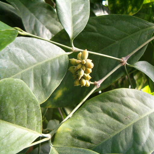 Gnetum Gnemon