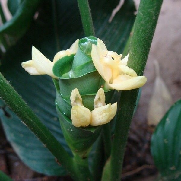 Goeppertia Allouia