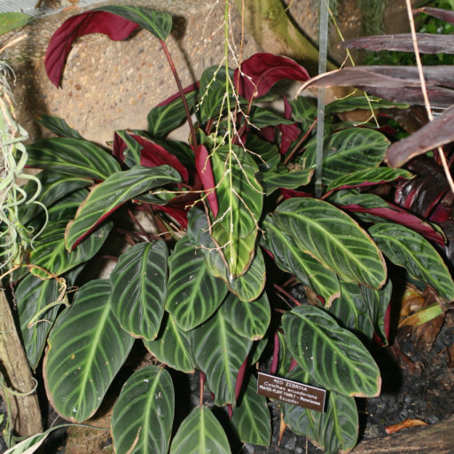Goeppertia Ecuadoriana