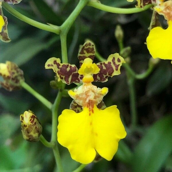 Dancing Ladies (Gomesa Bifolia) Care Guide: Water, Soil & Propagation ...