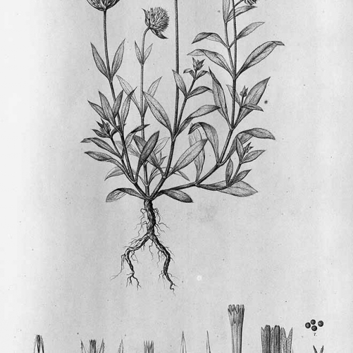 Gomphrena Celosioides