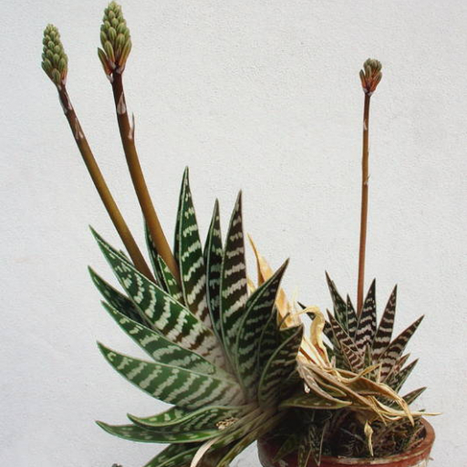 Gonialoe Variegata