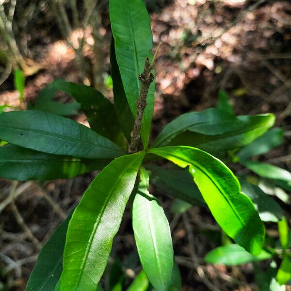 Kamassi Knysna Boxwood (Gonioma Kamassi) Care Guide: Water, Soil & Propagation ...