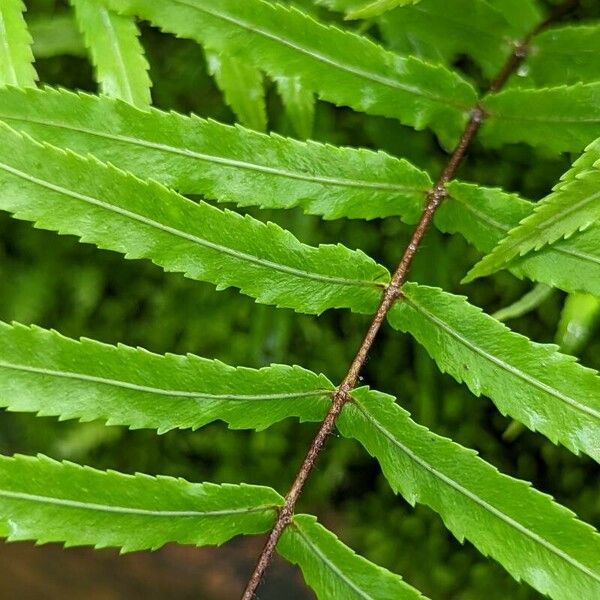 Goniophlebium Benguetense