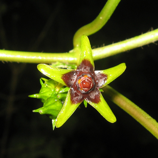 Anglepod (Gonolobus Suberosus) Plant Care & How to Grow, Water