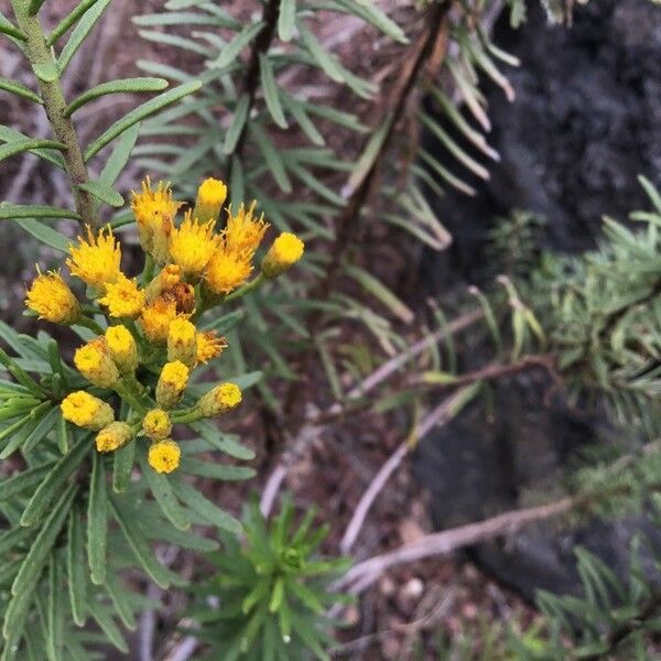 Gonospermum Ptarmiciflorum