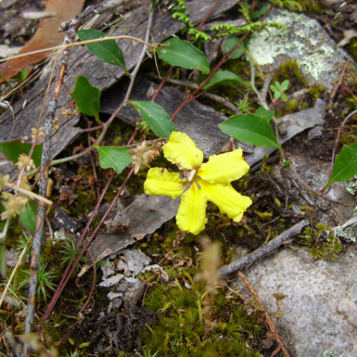 Goodenia Hederacea