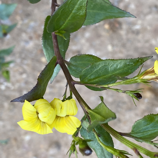 Goodenia Ovata