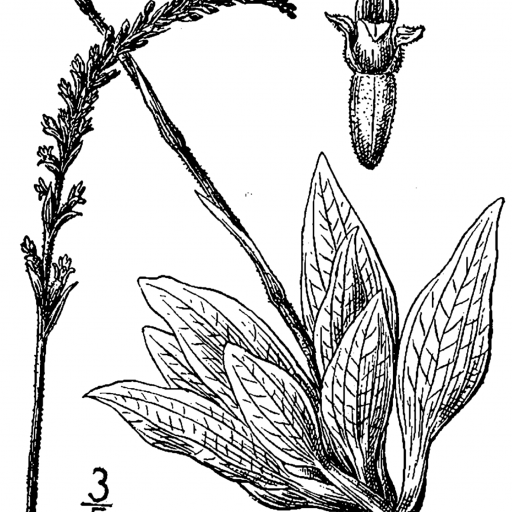 Goodyera Tesselata