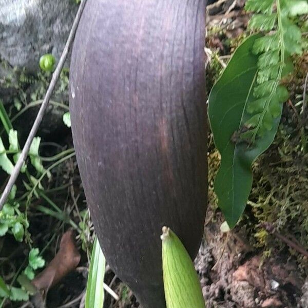 Gorgonidium Vermicidum