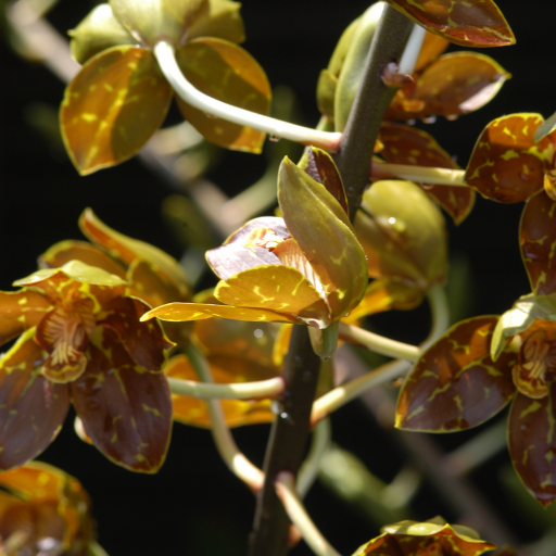 Grammatophyllum Speciosum