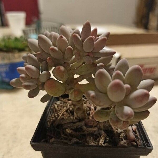 Bluebean Bluebean (Graptopetalum Pachyphyllum) Care Guide: Water, Soil ...