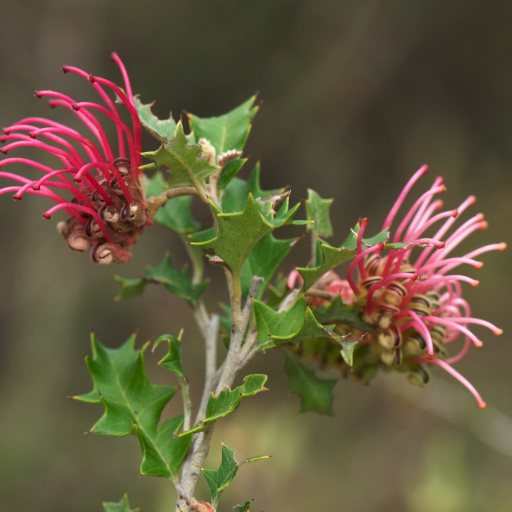 Grevillea Aquifolium