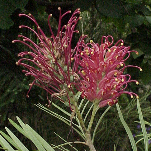 Grevillea Banksii