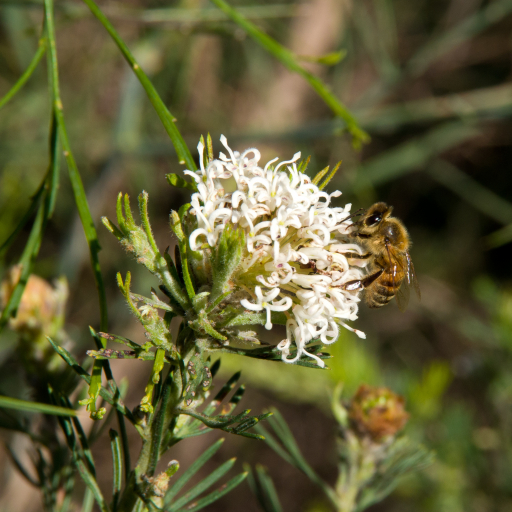 Grevillea Crithmifolia