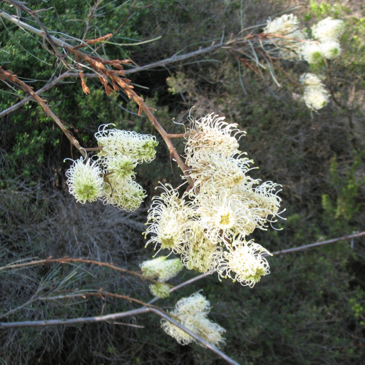 Grevillea Leucopteris