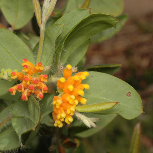 Grevillea Pimeleoides