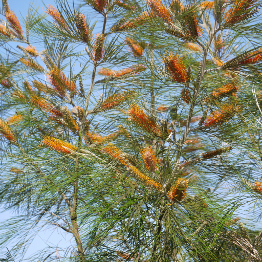 Golden Grevillea (Grevillea Pteridifolia) Care Guide: Water, Soil ...