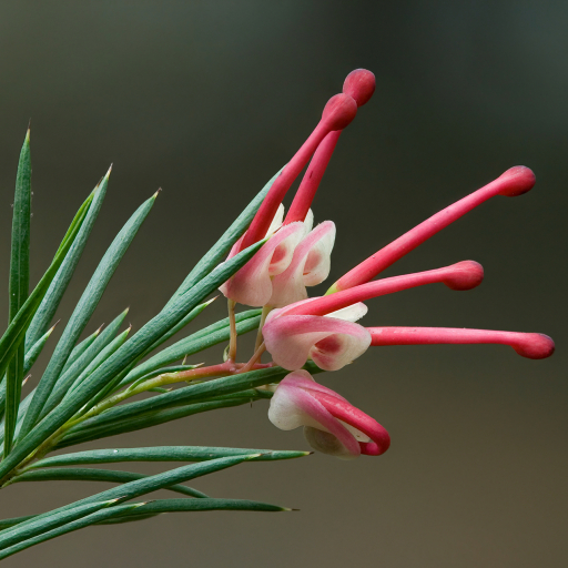 Grevillea Rosmarinifolia