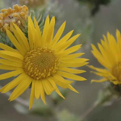 Goldenweed