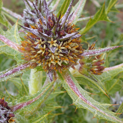 Gundelia Tournefortii