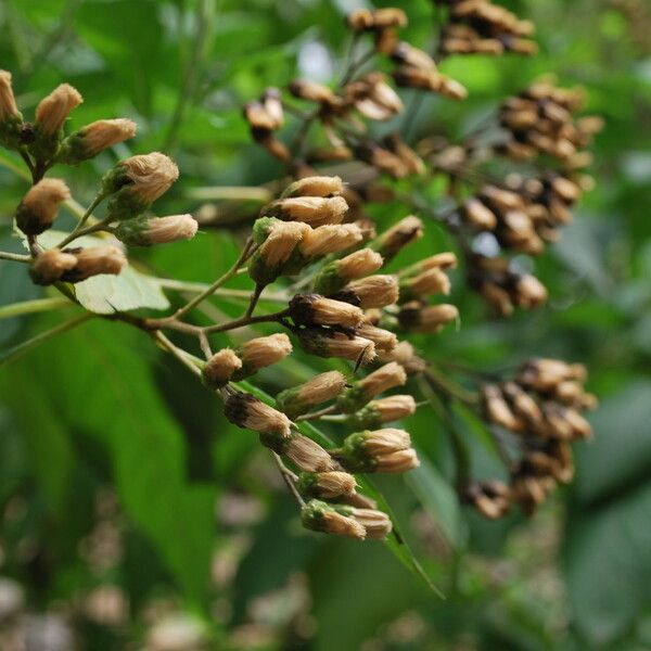 Gymnanthemum Amygdalinum