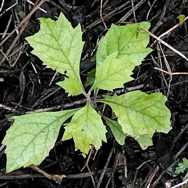 Gymnanthemum Capense