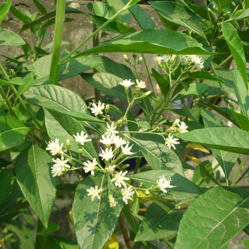 Gymnanthemum Extensum