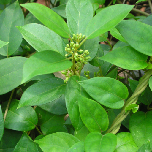 Gymnema Sylvestre