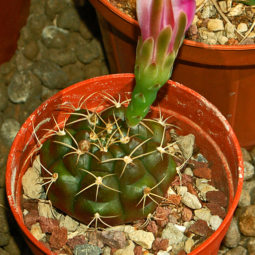 Gymnocalycium Anisitsii