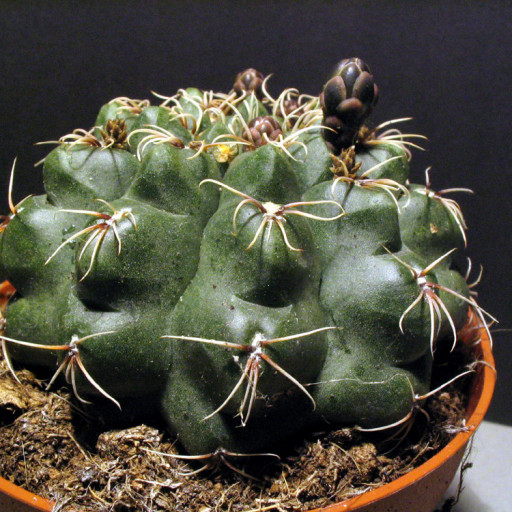 Gymnocalycium Baldianum