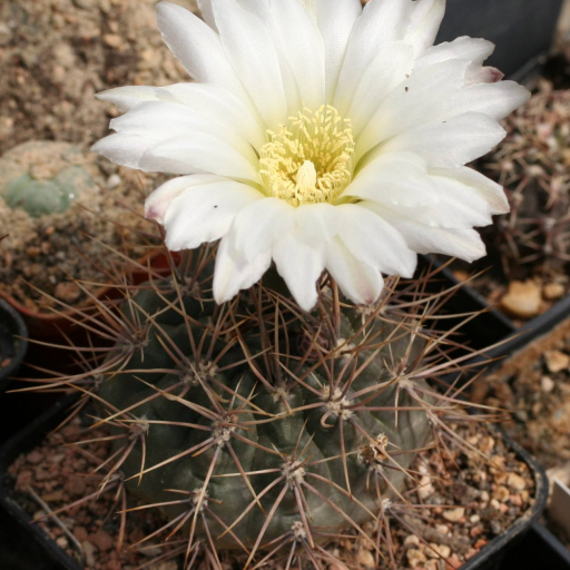 Gymnocalycium Gibbosum