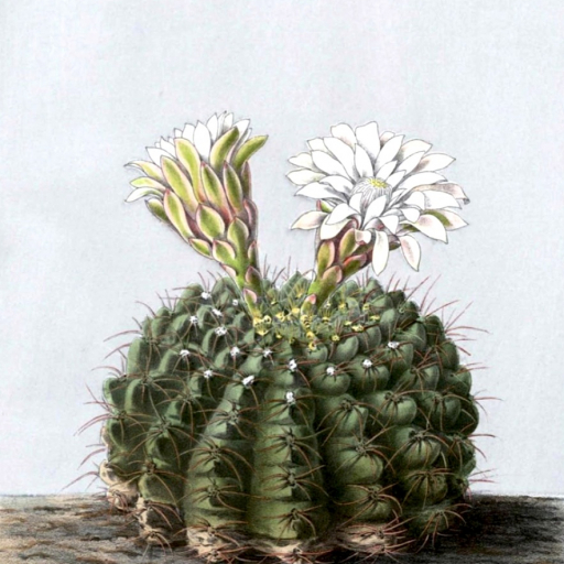 Gymnocalycium Quehlianum