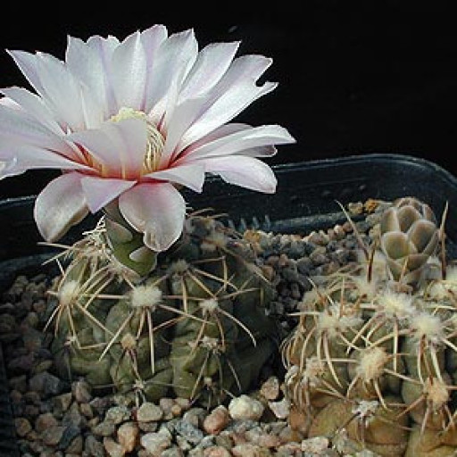 Chin Cactusses