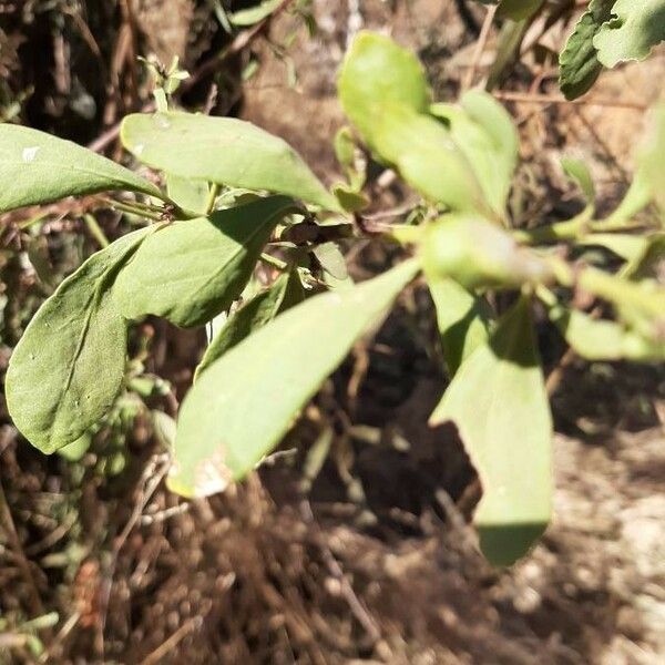 Gymnosporia Senegalensis
