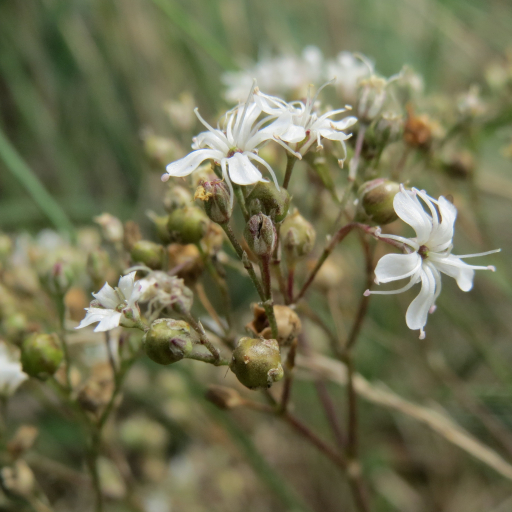 Gypsophila Fastigiata