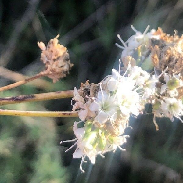 Gypsophila Struthium