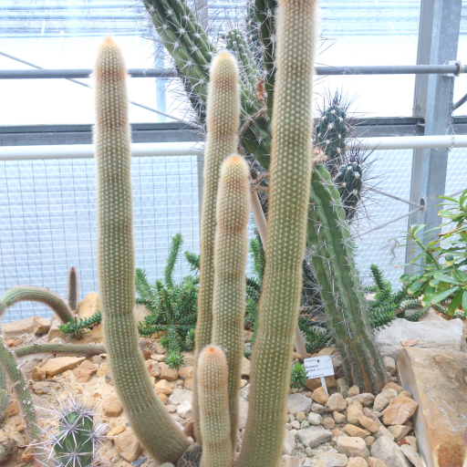 Haageocereus Pseudomelanostele