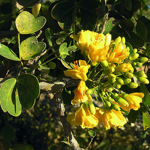 Haematoxylum Brasiletto