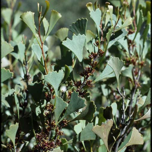 Hakea Flabellifolia