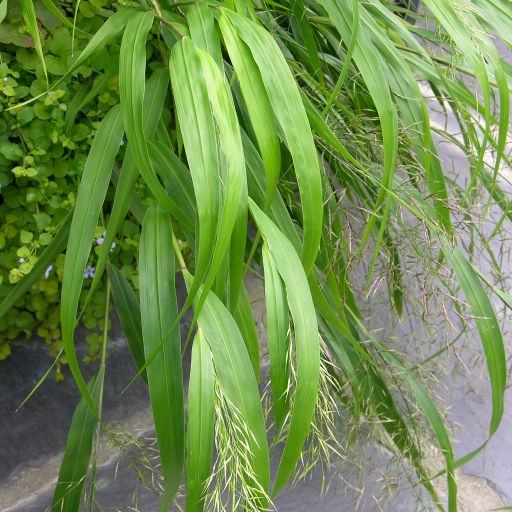 Hakonechloa Macra