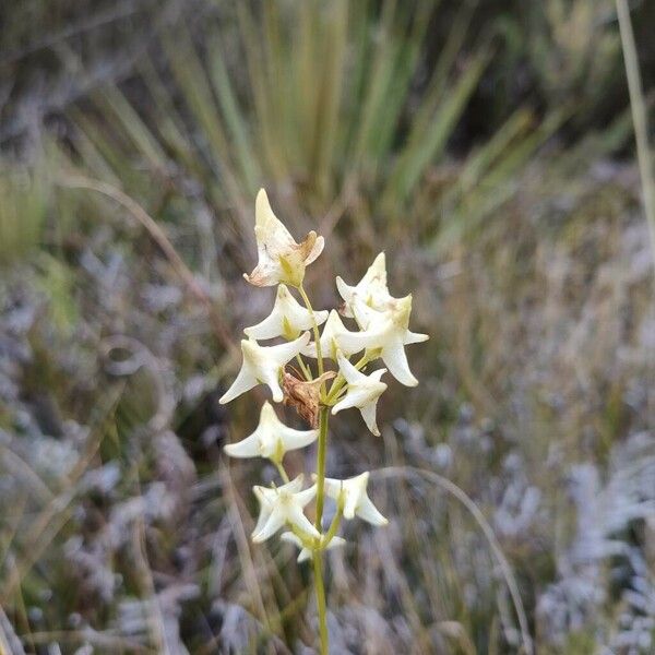 Halenia Major