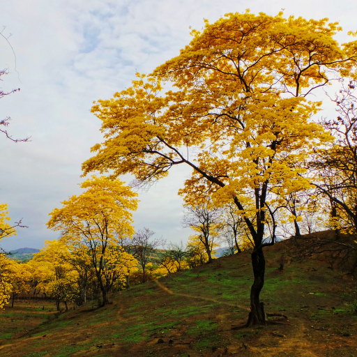 Handroanthus Guayacan