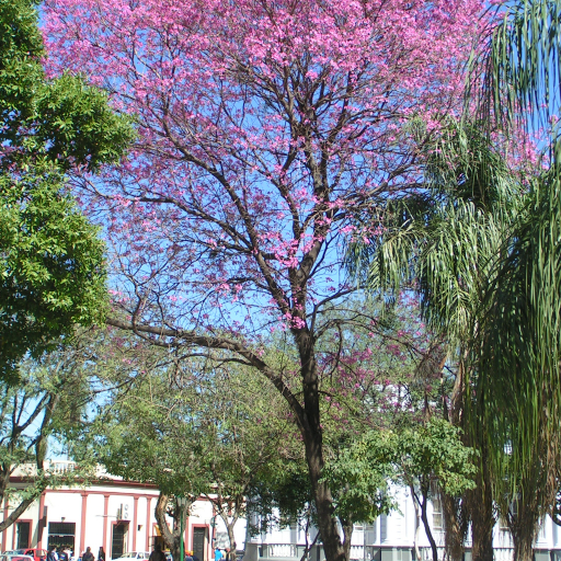 Handroanthus Impetiginosus