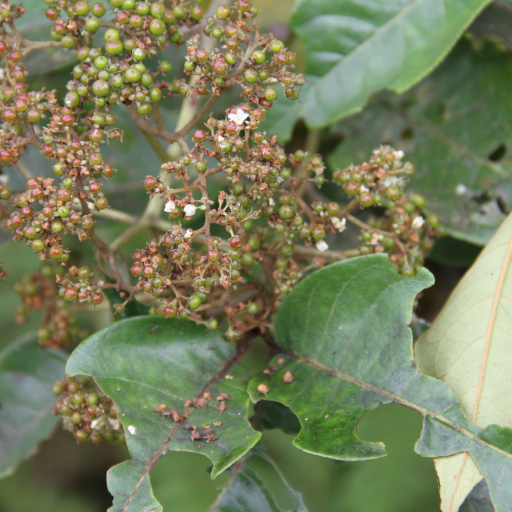Harungana Madagascariensis